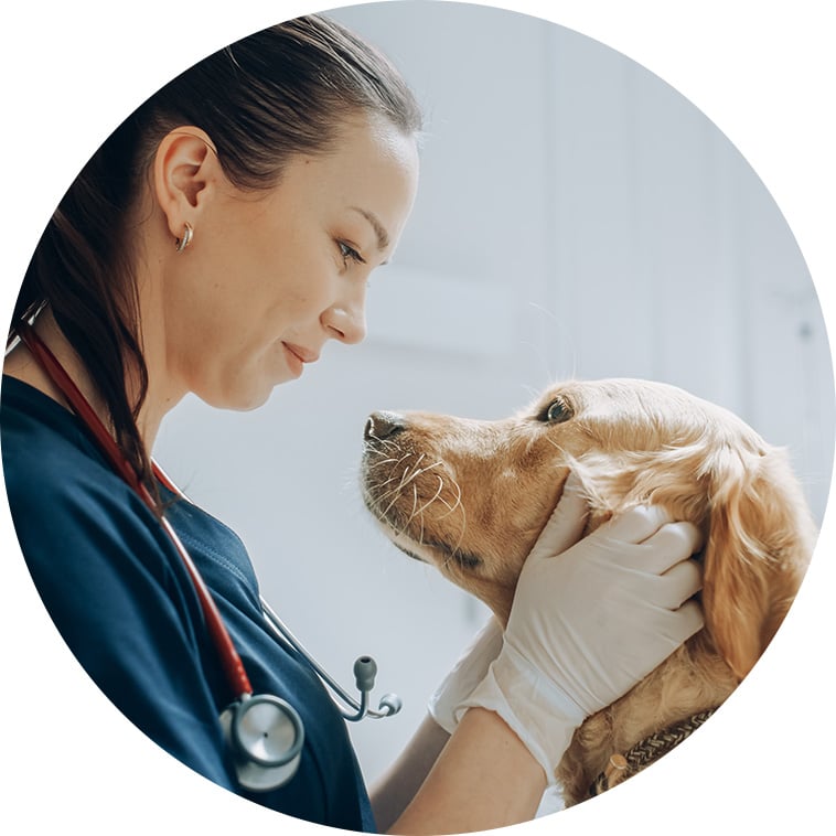Veterinarian caring for a dog